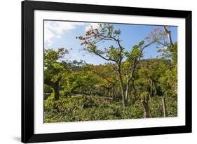 Typical Flowering Shade Tree Arabica Coffee Plantation in Highlands En Route to Jinotega-Rob Francis-Framed Photographic Print