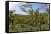Typical Flowering Shade Tree Arabica Coffee Plantation in Highlands En Route to Jinotega-Rob Francis-Framed Stretched Canvas