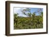 Typical Flowering Shade Tree Arabica Coffee Plantation in Highlands En Route to Jinotega-Rob Francis-Framed Photographic Print