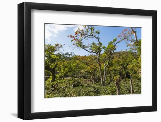 Typical Flowering Shade Tree Arabica Coffee Plantation in Highlands En Route to Jinotega-Rob Francis-Framed Photographic Print