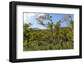 Typical Flowering Shade Tree Arabica Coffee Plantation in Highlands En Route to Jinotega-Rob Francis-Framed Photographic Print