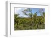 Typical Flowering Shade Tree Arabica Coffee Plantation in Highlands En Route to Jinotega-Rob Francis-Framed Photographic Print