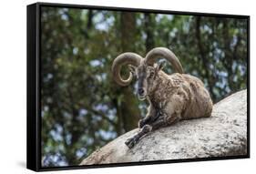 Typical Goat of Northern India Rests on a Rock in the Sun in a Wildlife Reserve, Darjeeling, India-Roberto Moiola-Framed Stretched Canvas