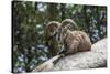 Typical Goat of Northern India Rests on a Rock in the Sun in a Wildlife Reserve, Darjeeling, India-Roberto Moiola-Stretched Canvas