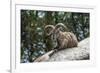 Typical Goat of Northern India Rests on a Rock in the Sun in a Wildlife Reserve, Darjeeling, India-Roberto Moiola-Framed Photographic Print