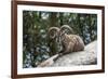 Typical Goat of Northern India Rests on a Rock in the Sun in a Wildlife Reserve, Darjeeling, India-Roberto Moiola-Framed Photographic Print