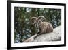 Typical Goat of Northern India Rests on a Rock in the Sun in a Wildlife Reserve, Darjeeling, India-Roberto Moiola-Framed Photographic Print