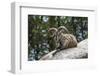 Typical Goat of Northern India Rests on a Rock in the Sun in a Wildlife Reserve, Darjeeling, India-Roberto Moiola-Framed Photographic Print