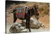 Typical Greek Donkey with Multicolor Saddle-felker-Stretched Canvas