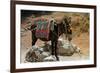 Typical Greek Donkey with Multicolor Saddle-felker-Framed Photographic Print