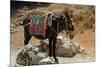 Typical Greek Donkey with Multicolor Saddle-felker-Mounted Photographic Print