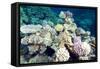 Typical Healthy Red Sea Hard Coral Reef Landscape, Marsa Alam, Egypt, North Africa, Africa-Louise-Framed Stretched Canvas