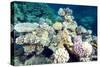 Typical Healthy Red Sea Hard Coral Reef Landscape, Marsa Alam, Egypt, North Africa, Africa-Louise-Stretched Canvas