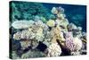 Typical Healthy Red Sea Hard Coral Reef Landscape, Marsa Alam, Egypt, North Africa, Africa-Louise-Stretched Canvas