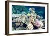 Typical Healthy Red Sea Hard Coral Reef Landscape, Marsa Alam, Egypt, North Africa, Africa-Louise-Framed Photographic Print