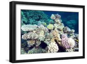 Typical Healthy Red Sea Hard Coral Reef Landscape, Marsa Alam, Egypt, North Africa, Africa-Louise-Framed Photographic Print