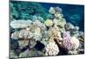 Typical Healthy Red Sea Hard Coral Reef Landscape, Marsa Alam, Egypt, North Africa, Africa-Louise-Mounted Photographic Print