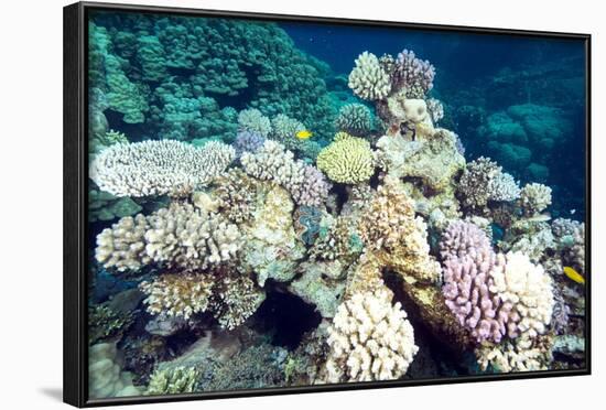 Typical Healthy Red Sea Hard Coral Reef Landscape, Marsa Alam, Egypt, North Africa, Africa-Louise-Framed Photographic Print