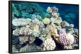 Typical Healthy Red Sea Hard Coral Reef Landscape, Marsa Alam, Egypt, North Africa, Africa-Louise-Framed Photographic Print