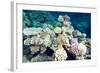 Typical Healthy Red Sea Hard Coral Reef Landscape, Marsa Alam, Egypt, North Africa, Africa-Louise-Framed Photographic Print