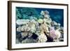 Typical Healthy Red Sea Hard Coral Reef Landscape, Marsa Alam, Egypt, North Africa, Africa-Louise-Framed Photographic Print