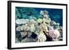 Typical Healthy Red Sea Hard Coral Reef Landscape, Marsa Alam, Egypt, North Africa, Africa-Louise-Framed Photographic Print