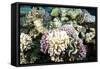 Typical Healthy Red Sea Hard Coral Reef Landscape, Marsa Alam, Egypt, North Africa, Africa-Louise-Framed Stretched Canvas