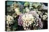 Typical Healthy Red Sea Hard Coral Reef Landscape, Marsa Alam, Egypt, North Africa, Africa-Louise-Stretched Canvas