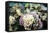 Typical Healthy Red Sea Hard Coral Reef Landscape, Marsa Alam, Egypt, North Africa, Africa-Louise-Framed Stretched Canvas