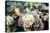 Typical Healthy Red Sea Hard Coral Reef Landscape, Marsa Alam, Egypt, North Africa, Africa-Louise-Stretched Canvas