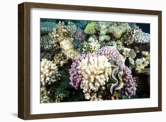 Typical Healthy Red Sea Hard Coral Reef Landscape, Marsa Alam, Egypt, North Africa, Africa-Louise-Framed Photographic Print