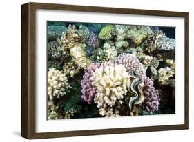 Typical Healthy Red Sea Hard Coral Reef Landscape, Marsa Alam, Egypt, North Africa, Africa-Louise-Framed Photographic Print