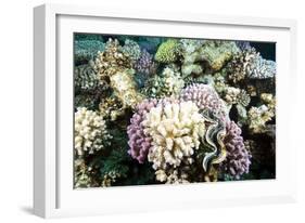 Typical Healthy Red Sea Hard Coral Reef Landscape, Marsa Alam, Egypt, North Africa, Africa-Louise-Framed Photographic Print