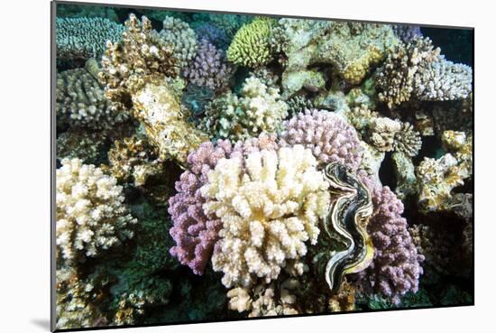 Typical Healthy Red Sea Hard Coral Reef Landscape, Marsa Alam, Egypt, North Africa, Africa-Louise-Mounted Photographic Print