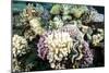 Typical Healthy Red Sea Hard Coral Reef Landscape, Marsa Alam, Egypt, North Africa, Africa-Louise-Mounted Photographic Print