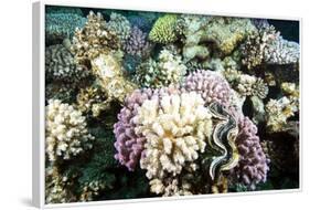 Typical Healthy Red Sea Hard Coral Reef Landscape, Marsa Alam, Egypt, North Africa, Africa-Louise-Framed Photographic Print