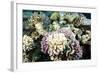 Typical Healthy Red Sea Hard Coral Reef Landscape, Marsa Alam, Egypt, North Africa, Africa-Louise-Framed Photographic Print