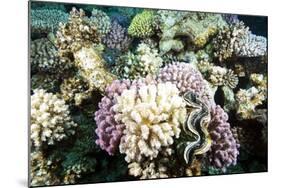 Typical Healthy Red Sea Hard Coral Reef Landscape, Marsa Alam, Egypt, North Africa, Africa-Louise-Mounted Photographic Print