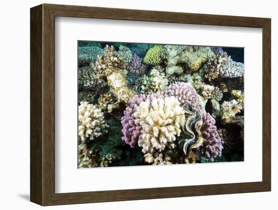 Typical Healthy Red Sea Hard Coral Reef Landscape, Marsa Alam, Egypt, North Africa, Africa-Louise-Framed Photographic Print