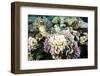 Typical Healthy Red Sea Hard Coral Reef Landscape, Marsa Alam, Egypt, North Africa, Africa-Louise-Framed Photographic Print