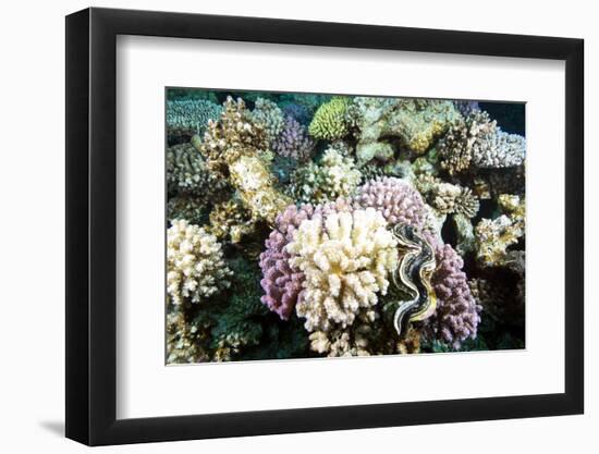 Typical Healthy Red Sea Hard Coral Reef Landscape, Marsa Alam, Egypt, North Africa, Africa-Louise-Framed Photographic Print