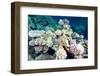 Typical Healthy Red Sea Hard Coral Reef Landscape, Marsa Alam, Egypt, North Africa, Africa-Louise-Framed Photographic Print