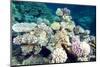 Typical Healthy Red Sea Hard Coral Reef Landscape, Marsa Alam, Egypt, North Africa, Africa-Louise-Mounted Photographic Print