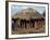 Typical House in Village, Zambia, Africa-Sassoon Sybil-Framed Photographic Print