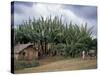 Typical House, Southern Ethiopia, Ethiopia, Africa-Jane Sweeney-Stretched Canvas