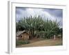 Typical House, Southern Ethiopia, Ethiopia, Africa-Jane Sweeney-Framed Photographic Print