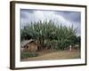 Typical House, Southern Ethiopia, Ethiopia, Africa-Jane Sweeney-Framed Photographic Print