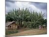 Typical House, Southern Ethiopia, Ethiopia, Africa-Jane Sweeney-Mounted Photographic Print