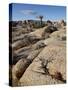 Typical Landscape, Joshua Tree National Park, California, United States of America, North America-James Hager-Stretched Canvas