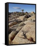 Typical Landscape, Joshua Tree National Park, California, United States of America, North America-James Hager-Framed Stretched Canvas